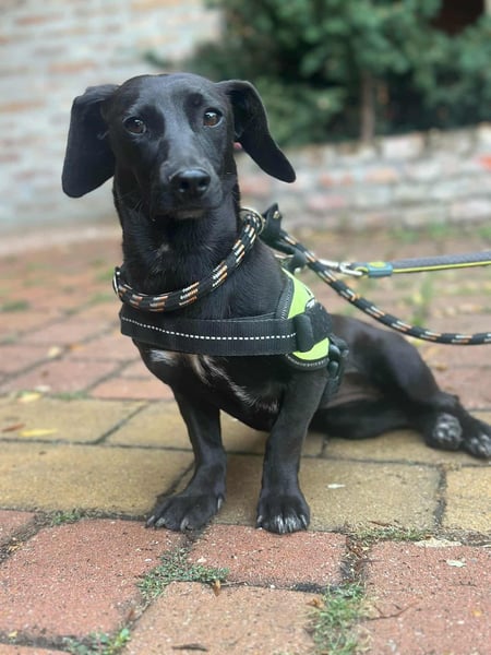 Hedi, geboren 05.01.2025, 33cm sucht ihr Glück