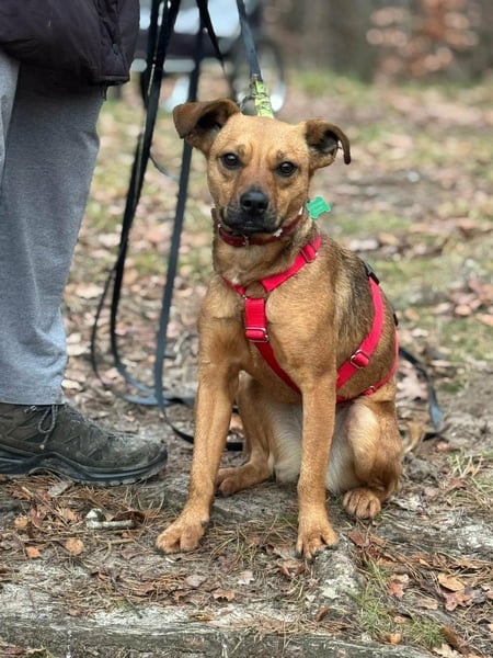 Borcsa, geboren 25.06.2024, 41cm sucht ihr Körbchen (Pflegestelle Deutschland)