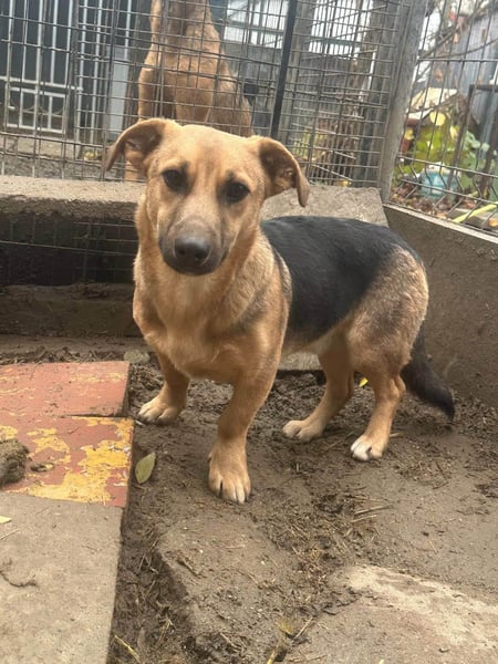 Marwin, geboren 01.04.2025, 40cm sucht sicheres Zuhause