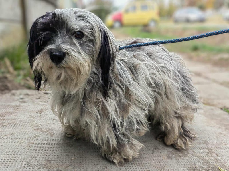 Gizmo, geboren 01.11.2022, 26cm sucht Geborgenheit