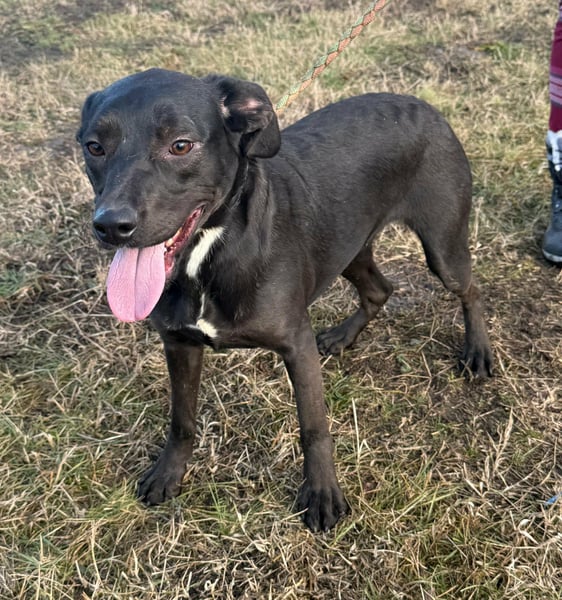 Hella, geboren 25.01.2025, 42cm sucht ihr Für-immer-Zuhause