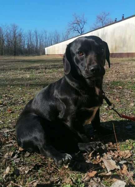 Brooklyn, geboren 01.11.2021, 32cm sucht sein Zuhause