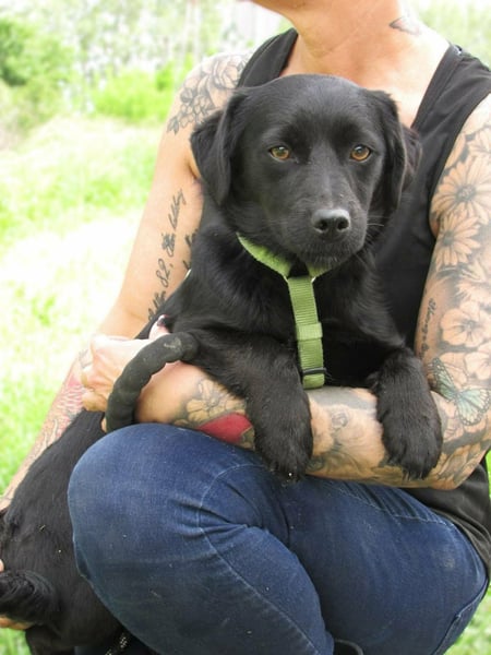 Raizo, geboren 01.08.2025, 35cm sucht seine Familie