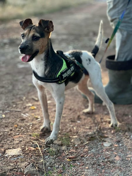 Zümi, geboren 10.12.2024, 40cm sucht seine Menschen