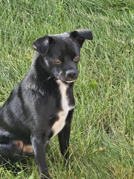 Onix, geboren 31.01.2025, 38cm sucht neuen Wirkungskreis (Pflegestelle in Deutschland)