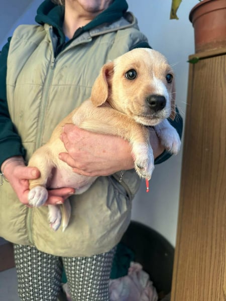 Darla, geboren 10.11.2025, 24cm sucht ihr Zuhause