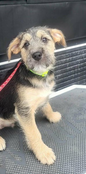 Bradley, geboren 19.10.2025, 32cm sucht sein Zuhause