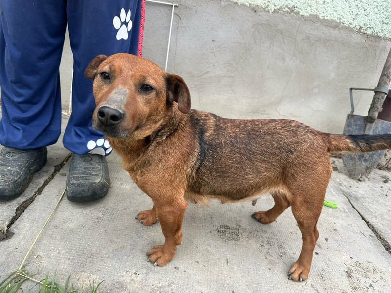 Paloma, geboren 01.10.2019, 34cm sucht ihre Menschen