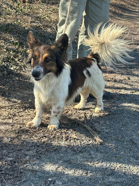 Aldo, geboren 20.02.2024, 34cm sucht seine Menschen