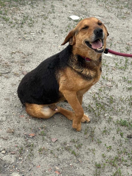 Tobi, geboren 01.04.2020, 40cm sucht sein Körbchen