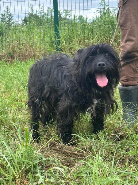 Rambo, geboren 01.03.2023, 42cm sucht sein für immer Zuhause