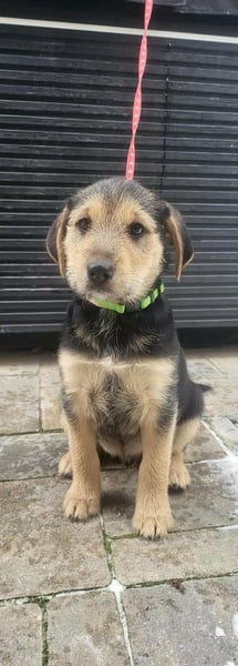 Cooper, geboren 19.10.2025, 33cm sucht seine Menschen