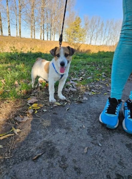 Wyatt, geboren 06.2025, 35cm sucht sein Zuhause