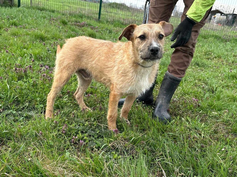 Jerry, geboren 15.07.2024, 42cm sucht sein Körbchen
