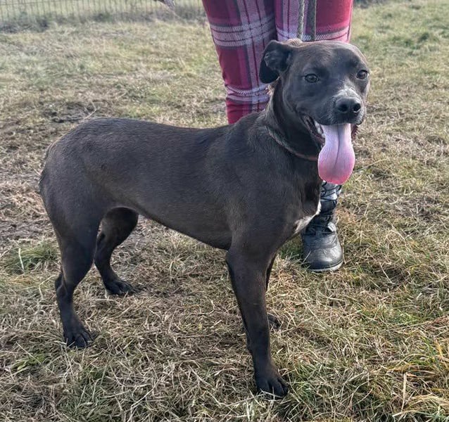 Hailey, geboren 25.01.2025, 39cm sucht aktives Zuhause