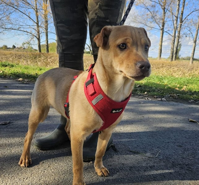 Libby, geboren 06.2025, 41cm sucht ihr Körbchen