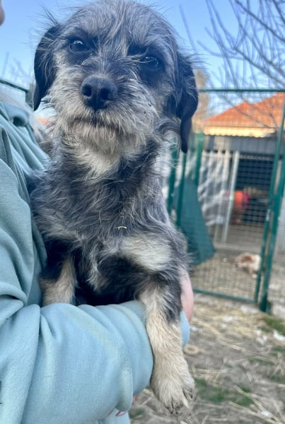 Mimi, geboren 22.04.2024, 30cm sucht ihre Chance