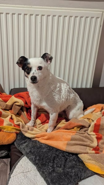 Mezi, geboren 21.05.2023, 35cm sucht ihr Körbchen (Pflegestelle Deutschland)