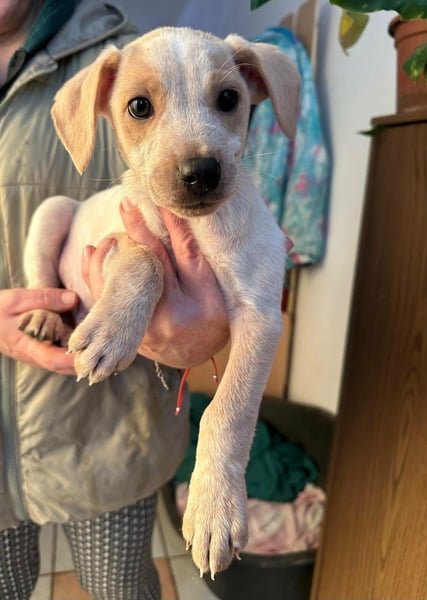 Dumbo, geboren 10.11.2025, 26cm sucht seine Menschen