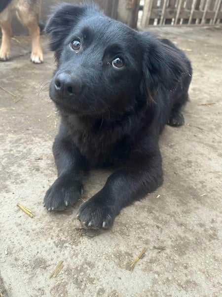 Blacky, geboren 01.04.2025, 40cm sucht geduldiges Zuhause