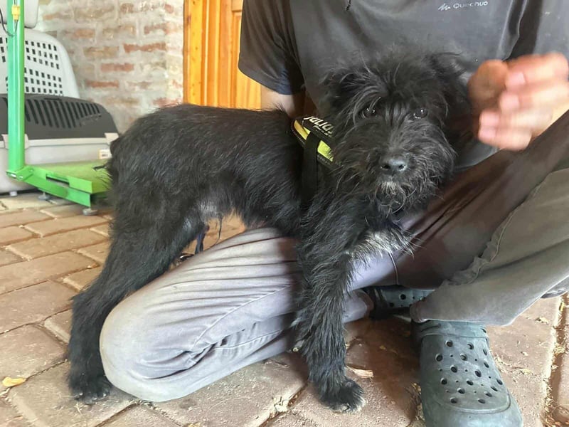 Aramis, geboren 15.04.2025, 37cm sucht sein großes Glück