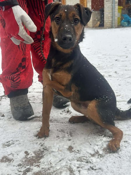 Marko, geboren 26.06.2025, 40cm sucht tierliebe Menschen (Pflegestelle Deutschland)
