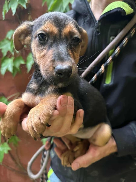 Saki, geboren 26.06.2025, 38cm sucht ihren Platz