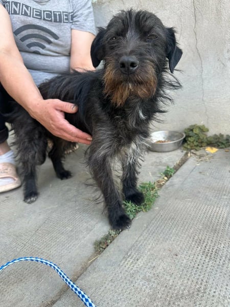 Pixie, geboren 02.11.2025, 33cm sucht ihr Zuhause