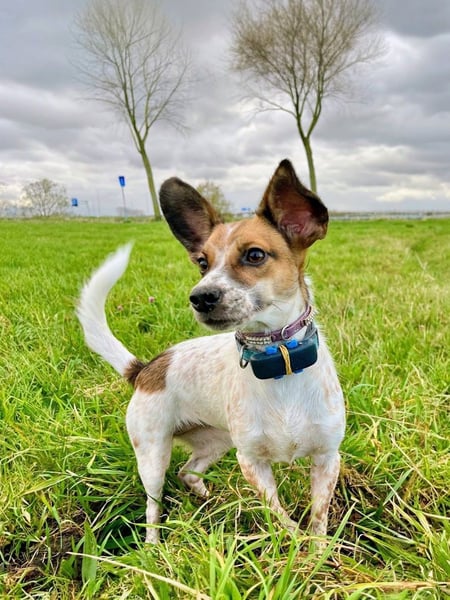 Vermittlungshilfe für Bibi