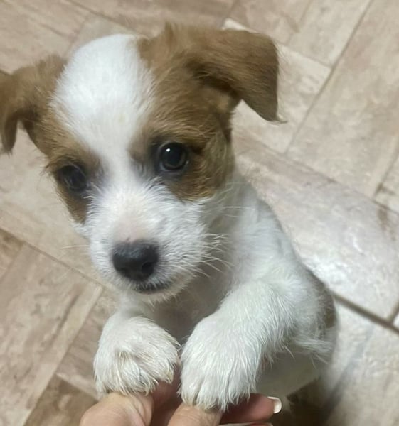 Kleinbleibender Flou sucht sein Zuhause (D/CH/LUX)