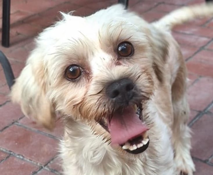 Kleine Ziva, gerettet von der Straße