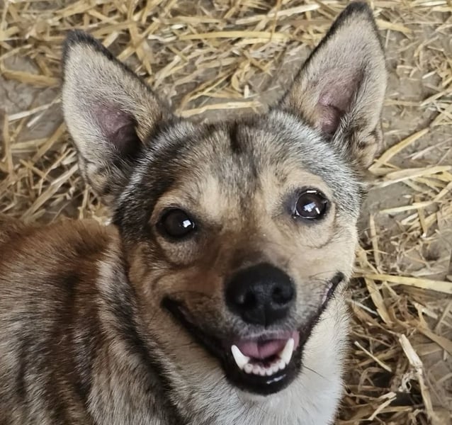 Kaylie - kleine, fürsorgliche Mama sucht ruhiges Zuhause