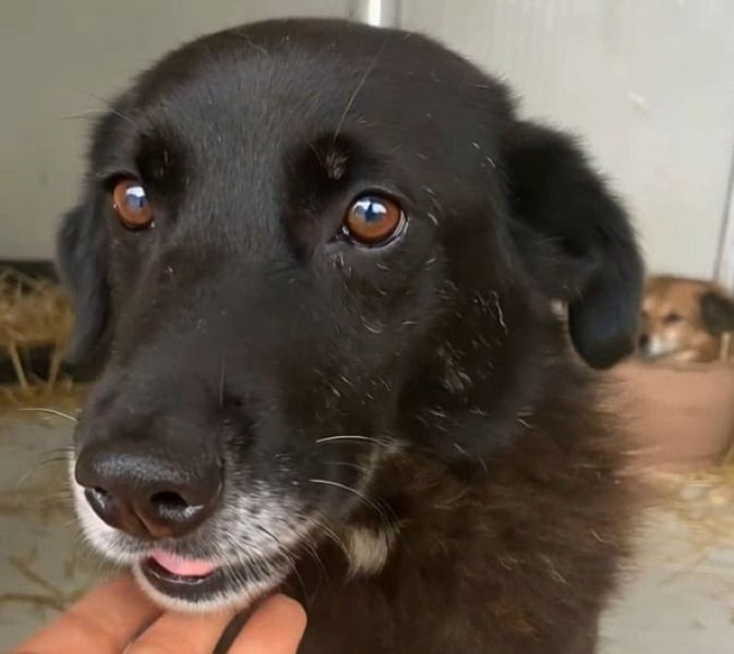 Moustache - perfekt für Familien oder Senioren