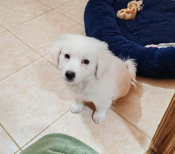 BOBO - toller Hundebub