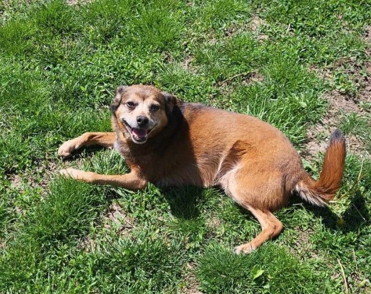 BOBBY - süßer Opa sucht seine Menschen