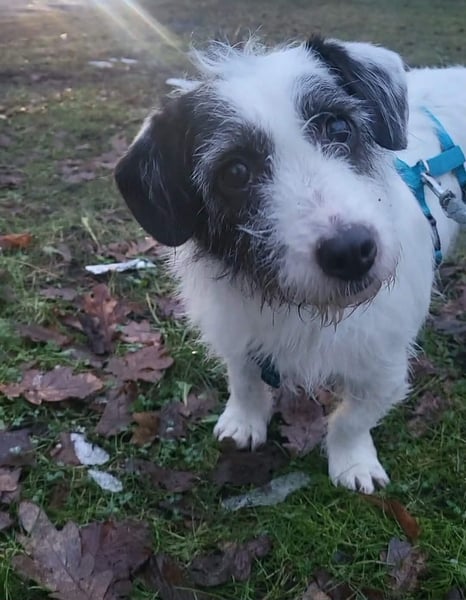 Gisela, klein, knuffig, gemütlich, süß, sucht Körbchen für immer