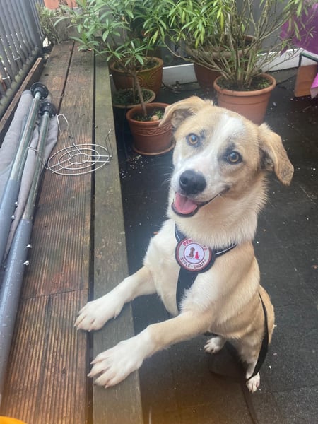 liebenswerter EMOJI sucht seine Menschen