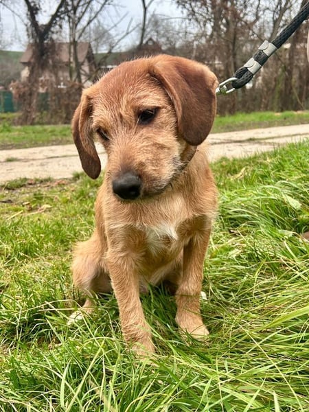 PANCHO - ich freue mich auf tolle Abenteuer mit meinen Menschen!