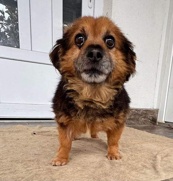 BILBO - der liebe, kleine Senior träumt von einem eigenen, liebevollen Zuhause!