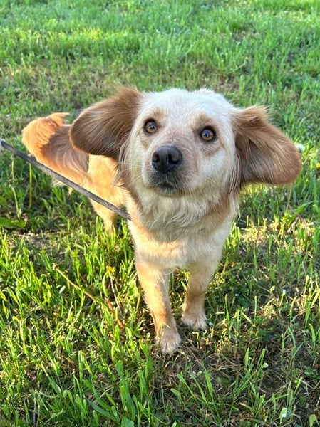 FEE - die süße Zaubermaus freut sich auf ein tolles Für-Immer Zuhause!