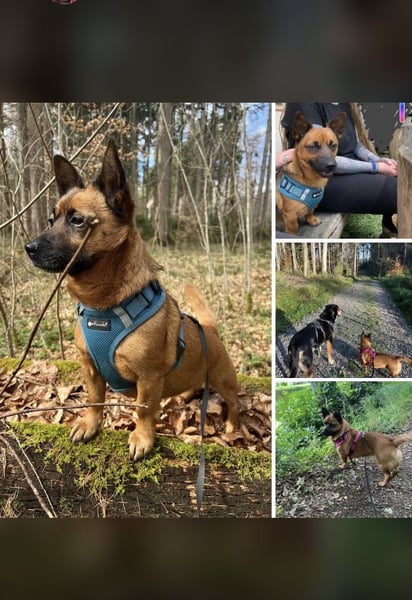 Foxy sucht dringend ein Zuhause