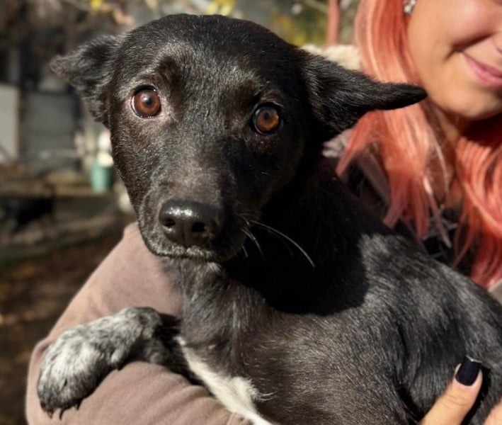 Lika, verschmuste etwas schüchtern Hündin wartet auf ihre Herzensmenschen