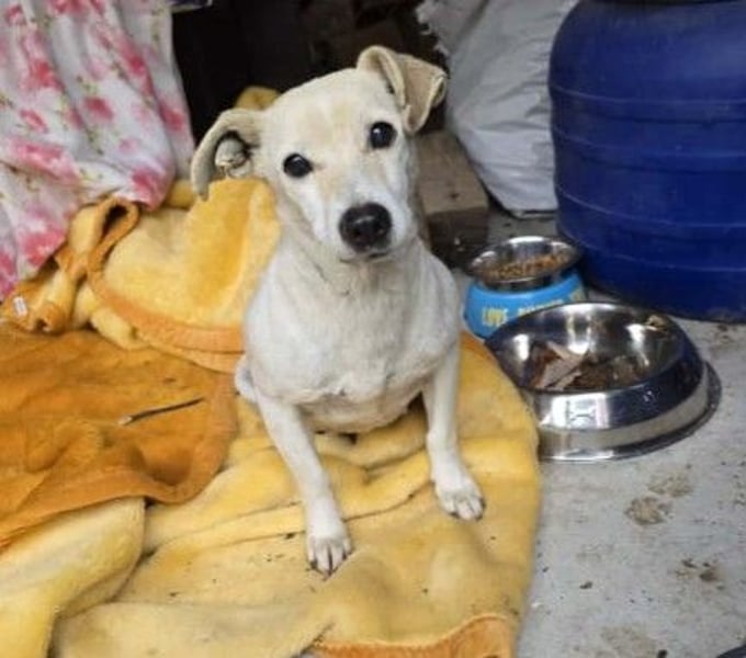 zauberhafte kleine Smilla