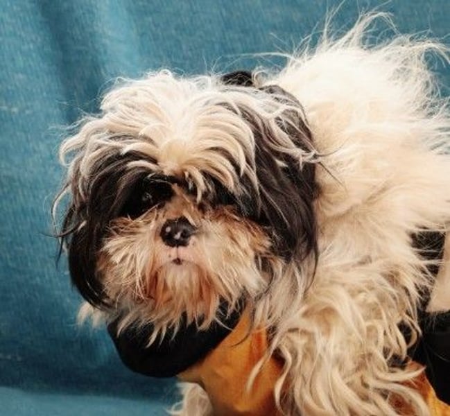 süßer, kleiner Alvin