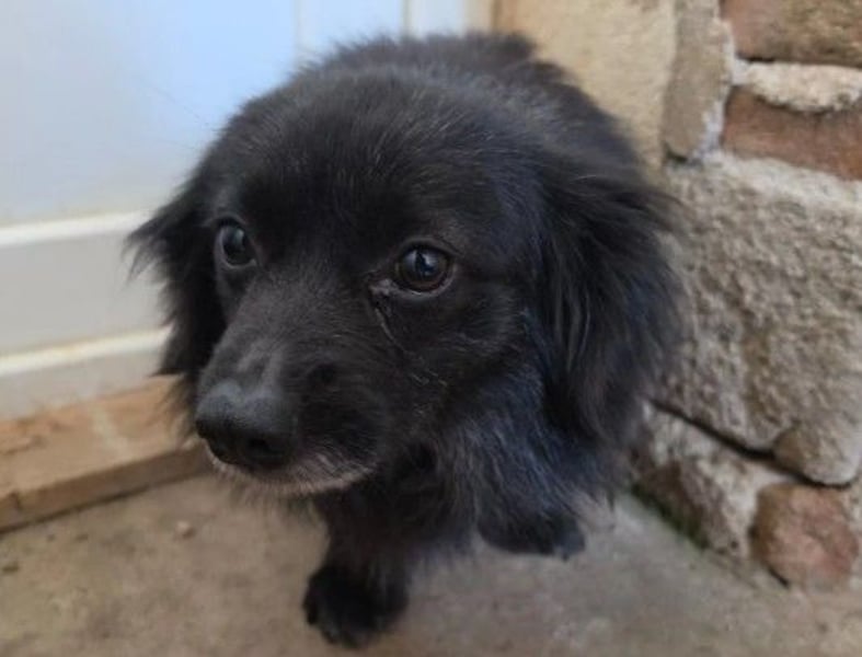 ARCHIE - lieber, kleiner Senior sucht seine Chance