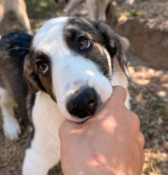 liebenswerter, kleiner Biscuit