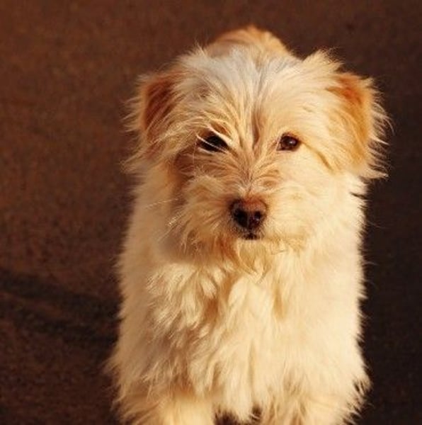 zauberhafte Junghündin Edith