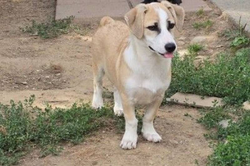 verschmuster, lieber Emoji