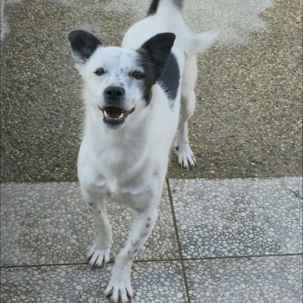 Joy kleiner Mischlingsüde