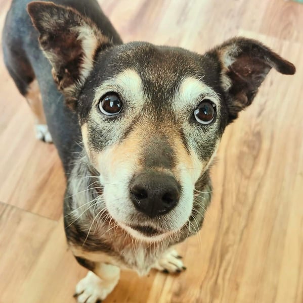 Raya kleine, ältere Hündin sucht Geborgenheit